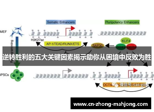 逆转胜利的五大关键因素揭示助你从困境中反败为胜